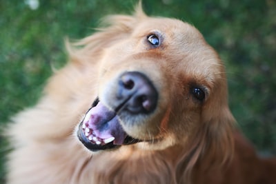 金色拉布拉多猎犬在绿草上张嘴